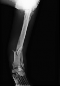 大型犬の撓尺骨粉砕骨折