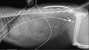 術後レントゲン