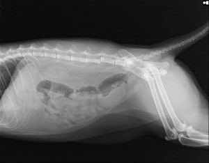 術前レントゲン